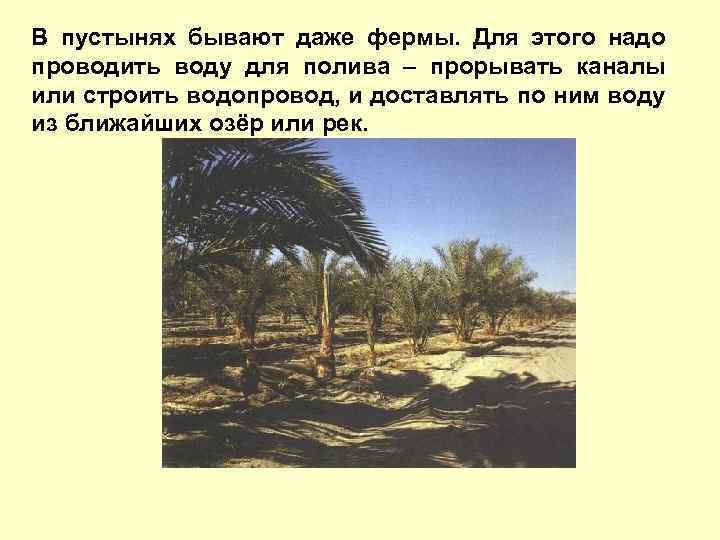 В пустынях бывают даже фермы. Для этого надо проводить воду для полива – прорывать