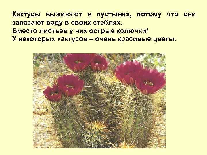 Кактусы выживают в пустынях, потому что они запасают воду в своих стеблях. Вместо листьев