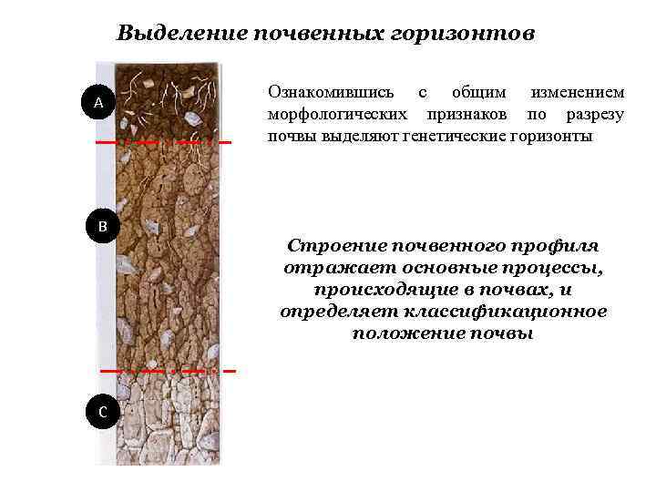 Схема закладки почвенного разреза