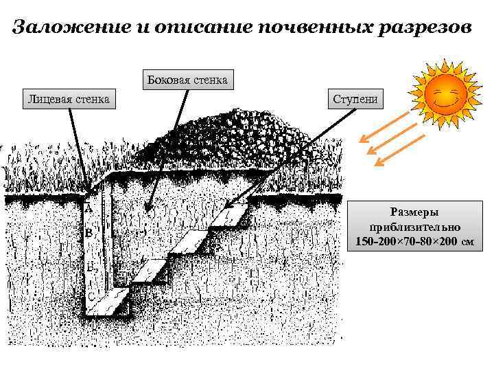 Схема закладки почвенного разреза