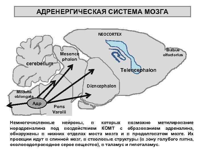 АДРЕНЕРГИЧЕСКАЯ СИСТЕМА МОЗГА NEOCORTEX cerebellum Bulbus olfactorius Mesence phalon Telencephalon Diencephalon Medulla oblongata Адр