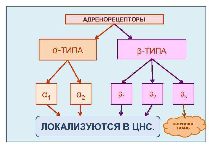 АДРЕНОРЕЦЕПТОРЫ α-ТИПА α 1 α 2 β-ТИПА β 1 β 2 ЛОКАЛИЗУЮТСЯ В ЦНС.