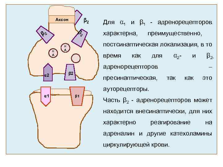 β 2 Аксон β β 2 2 Н А Для α 1 и β