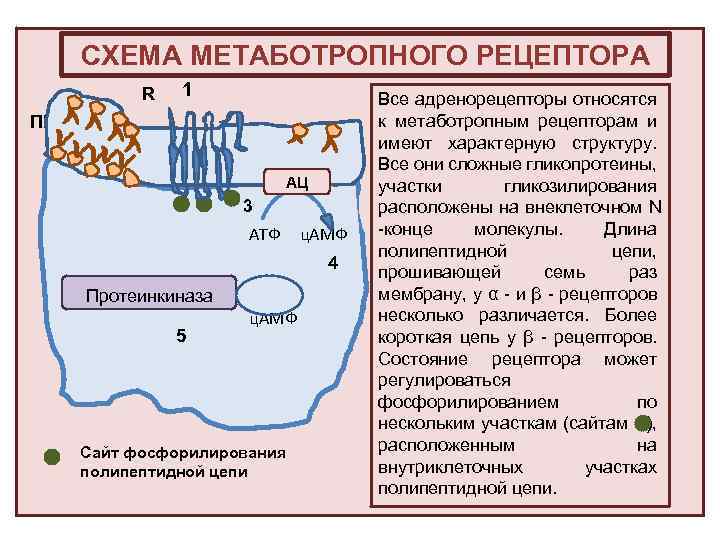 СХЕМА МЕТАБОТРОПНОГО РЕЦЕПТОРА R 1 ПМ 2 G АЦ 3 АТФ ц. АМФ 4