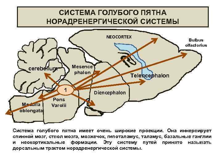 СИСТЕМА ГОЛУБОГО ПЯТНА НОРАДРЕНЕРГИЧЕСКОЙ СИСТЕМЫ NEOCORTEX Mesence phalon cerebellum 1 Medulla oblongata Bulbus olfactorius