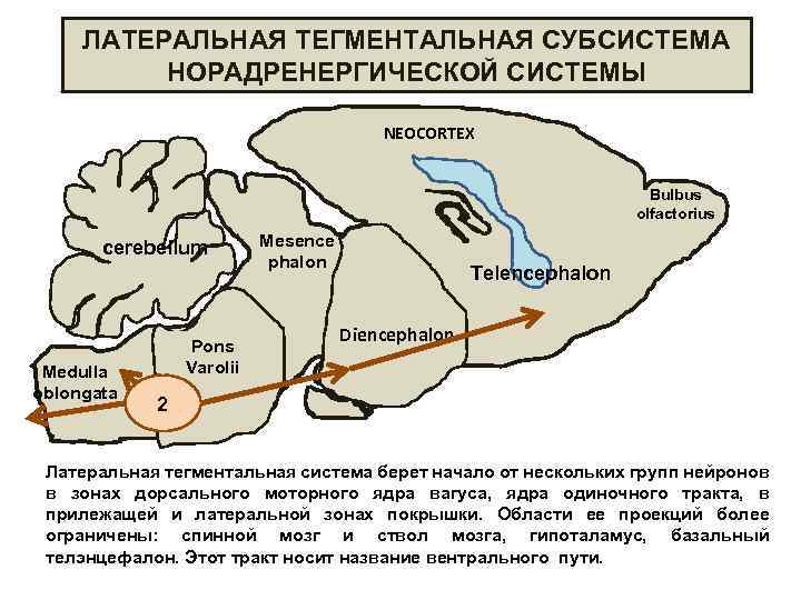 ЛАТЕРАЛЬНАЯ ТЕГМЕНТАЛЬНАЯ СУБСИСТЕМА НОРАДРЕНЕРГИЧЕСКОЙ СИСТЕМЫ NEOCORTEX Bulbus olfactorius cerebellum Medulla oblongata Pons Varolii Mesence
