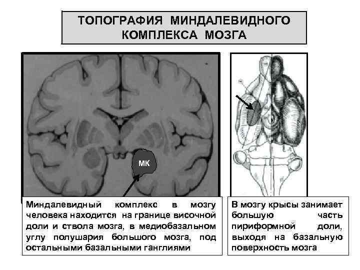 ТОПОГРАФИЯ МИНДАЛЕВИДНОГО КОМПЛЕКСА МОЗГА МК Миндалевидный комплекс в мозгу человека находится на границе височной