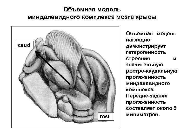 Объемная модель миндалевидного комплекса мозга крысы caud rost Объемная модель наглядно демонстрирует гетерогенность строения