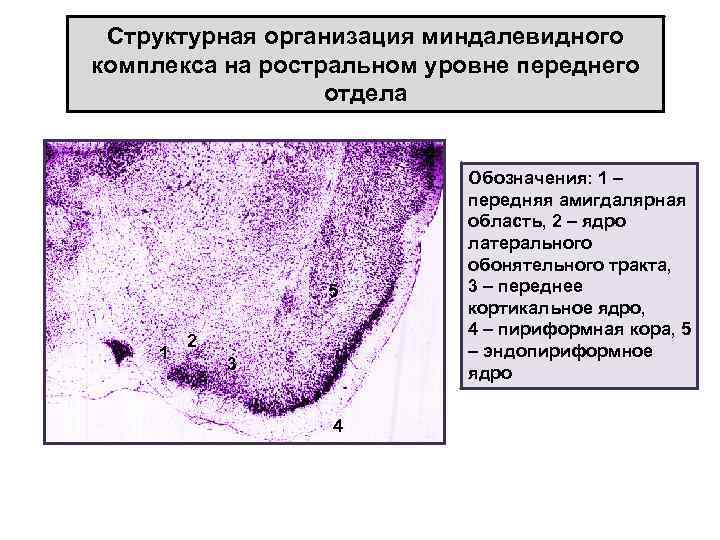 Структурная организация миндалевидного комплекса на роcтральном уровне переднего отдела 5 1 2 3 4