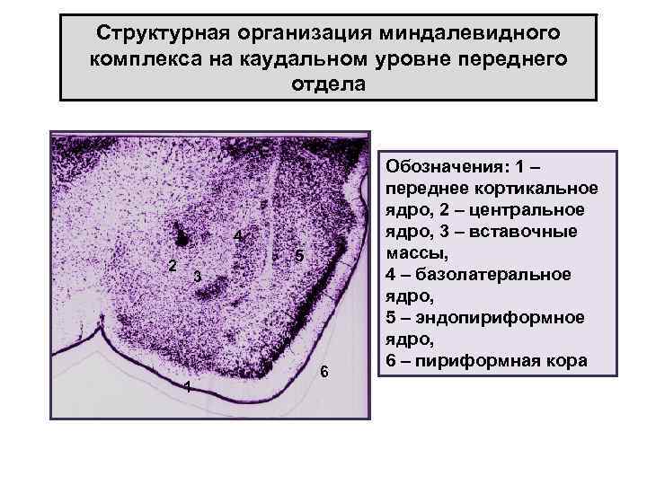 Структурная организация миндалевидного комплекса на каудальном уровне переднего отдела 4 5 2 3 1