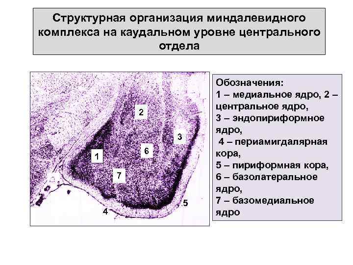 Структурная организация миндалевидного комплекса на каудальном уровне центрального отдела 2 3 6 1 7