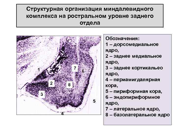 Структурная организация миндалевидного комплекса на ростральном уровне заднего отдела 7 1 2 6 8