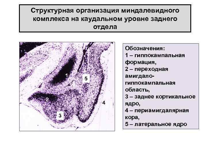 Структурная организация миндалевидного комплекса на каудальном уровне заднего отдела 1 2 5 4 3