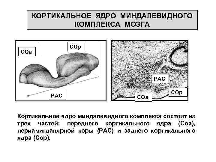 КОРТИКАЛЬНОЕ ЯДРО МИНДАЛЕВИДНОГО КОМПЛЕКСА МОЗГА COp COa PAC COa COp Кортикальное ядро миндалевидного комплекса