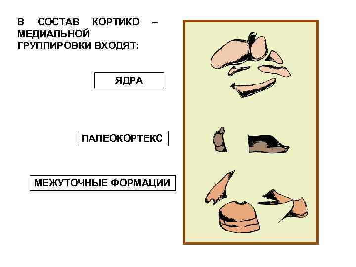 В СОСТАВ КОРТИКО МЕДИАЛЬНОЙ ГРУППИРОВКИ ВХОДЯТ: – ЯДРА ПАЛЕОКОРТЕКС МЕЖУТОЧНЫЕ ФОРМАЦИИ 