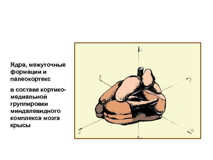 Ядра, межуточные формации и палеокортекс в составе кортикомедиальной группировки миндалевидного комплекса мозга крысы 
