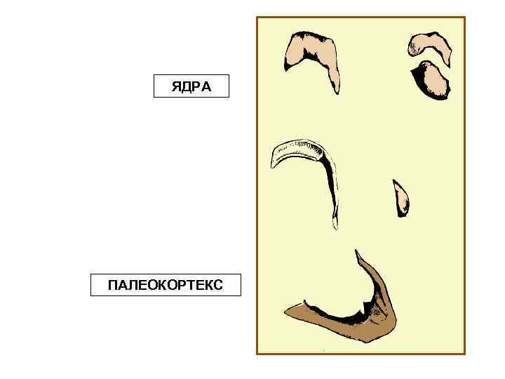 ЯДРА ПАЛЕОКОРТЕКС 