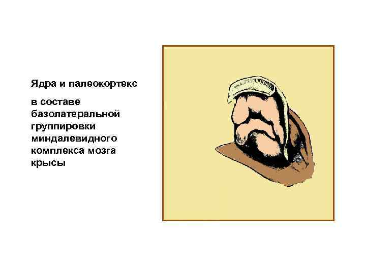 Ядра и палеокортекс в составе базолатеральной группировки миндалевидного комплекса мозга крысы 