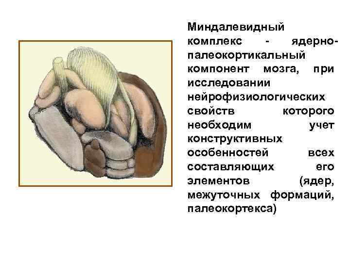 Миндалевидный комплекс ядернопалеокортикальный компонент мозга, при исследовании нейрофизиологических свойств которого необходим учет конструктивных особенностей
