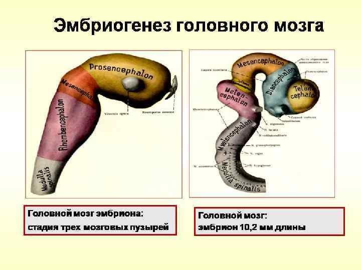 Стадии головного мозга. Эмбриогенез головного мозга мозговых пузырей. Эмбриогенез головного мозга стадия 3 и 5 пузырей. Формирование головного мозга в эмбриогенезе. Развитие головного мозга в эмбриогенезе.