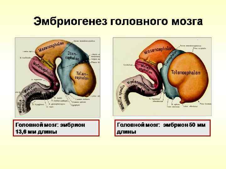 Стадии головного мозга. Эмбриогенез головного мозга схема. Эмбриогенез человека. Формирование головного мозга в эмбриогенезе. Этапы эмбриогенеза человека.