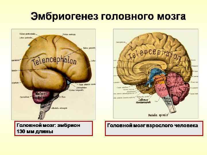 Схема развития головного мозга