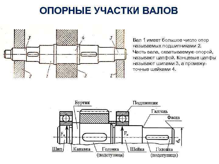 ОПОРНЫЕ УЧАСТКИ ВАЛОВ Вал 1 имеет большое число опор называемых подшипниками 2. Часть вала,