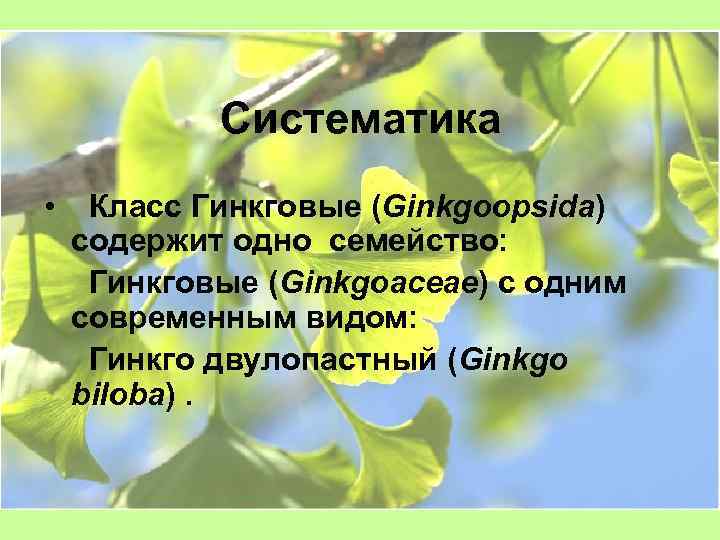 Систематика • Класс Гинкговые (Ginkgoopsida) содержит одно семейство: Гинкговые (Ginkgoaceae) с одним современным видом: