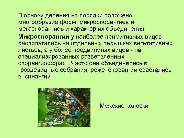 В основу деления на порядки положено многообразие форм микроспорангиев и мегаспорангиев и характер их