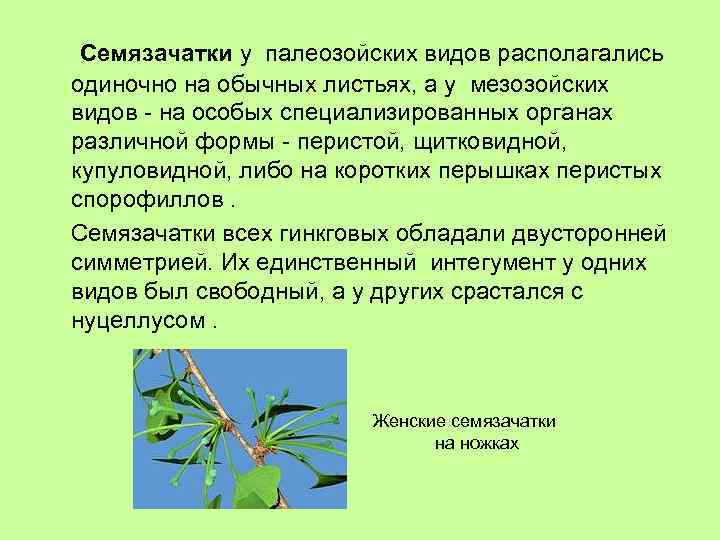 Семязачатки у палеозойских видов располагались одиночно на обычных листьях, а у мезозойских видов -