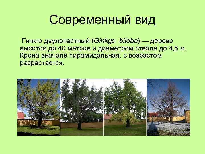 Современный вид Гинкго двулопастный (Ginkgo biloba) — дерево высотой до 40 метров и диаметром