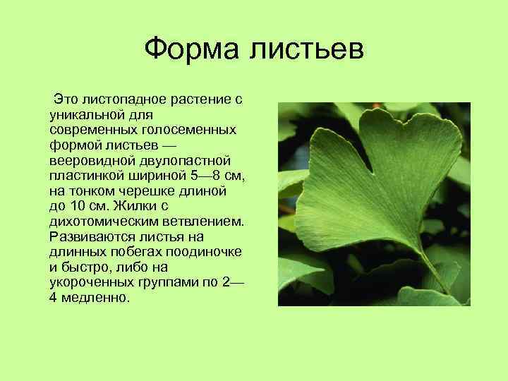 Форма листьев Это листопадное растение с уникальной для современных голосеменных формой листьев — вееровидной