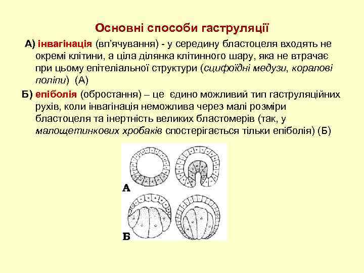 Основні способи гаструляції А) інвагінація (вп’ячування) - у середину бластоцеля входять не окремі клітини,