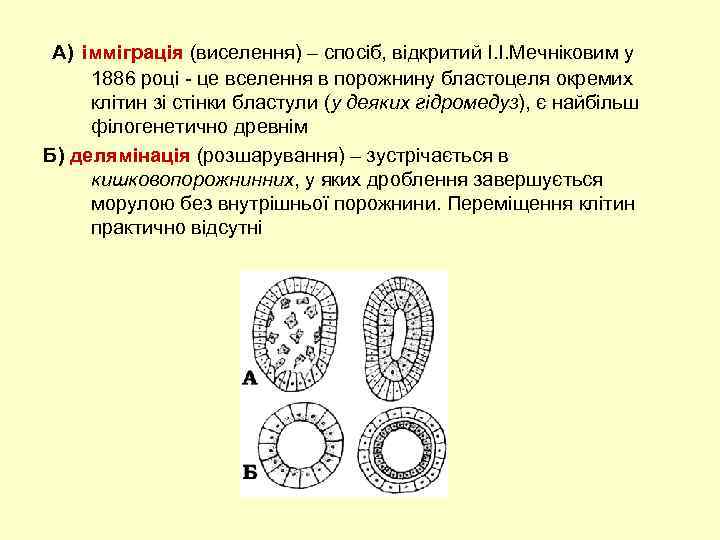 А) імміграція (виселення) – спосіб, відкритий І. І. Мечніковим у 1886 році - це