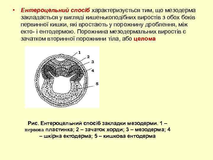 Нейрула двухслойный зародыш. Бластула гаструла. Гаструла ее строение и способы образования. Гаструла гидры. Как называется внутренний слой клеток гаструлы?.