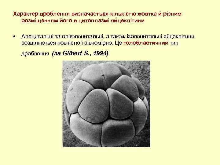 Используя рисунок 37 объясните что означают понятия бластула гаструла и нейрула