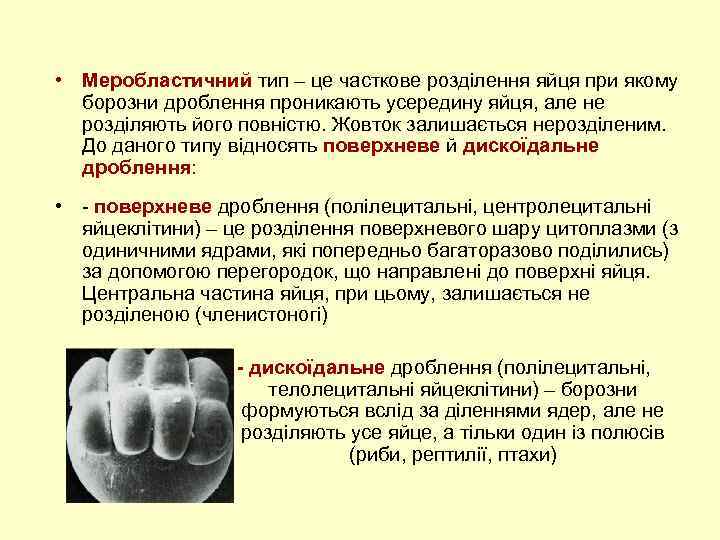  • Меробластичний тип – це часткове розділення яйця при якому борозни дроблення проникають