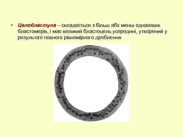 Используя рисунок 37 объясните что означают понятия бластула гаструла и нейрула