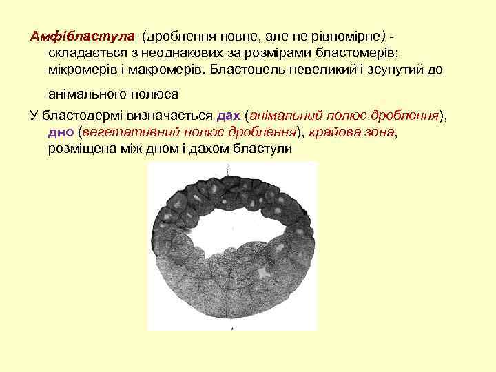 Амфібластула (дроблення повне, але не рівномірне) складається з неоднакових за розмірами бластомерів: мікромерів і