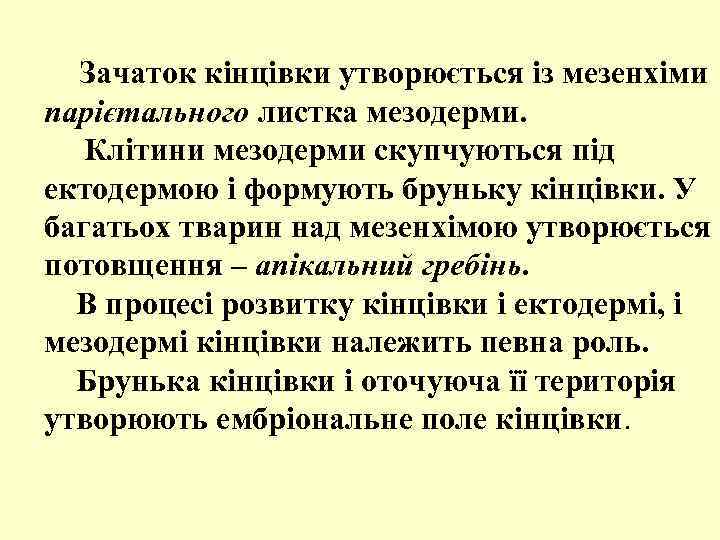 Зачаток кінцівки утворюється із мезенхіми парієтального листка мезодерми. Клітини мезодерми скупчуються під ектодермою і