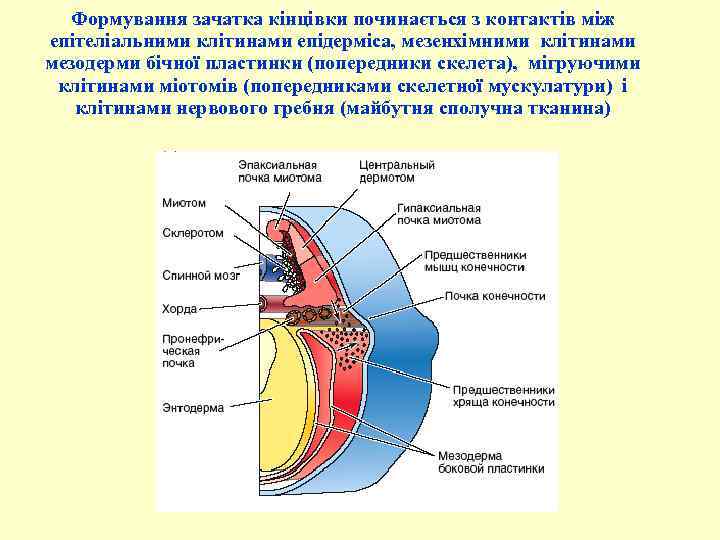 Формування зачатка кінцівки починається з контактів між епітеліальними клітинами епідерміса, мезенхімними клітинами мезодерми бічної