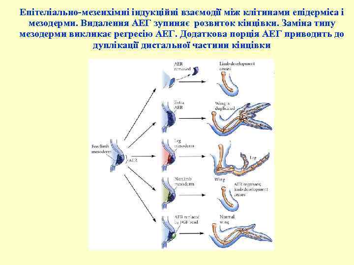 Епітеліально-мезенхімні індукційні взаємодії між клітинами епідерміса і мезодерми. Видалення АЕГ зупиняє розвиток кінцівки. Заміна