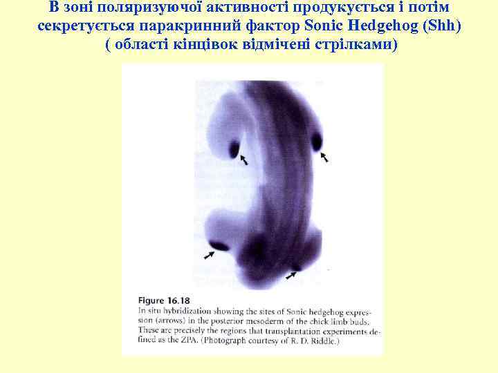 В зоні поляризуючої активності продукується і потім секретується паракринний фактор Sonic Hedgehog (Shh) (