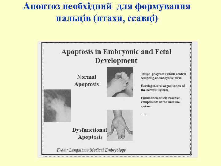 Апоптоз необхідний для формування пальців (птахи, ссавці) 