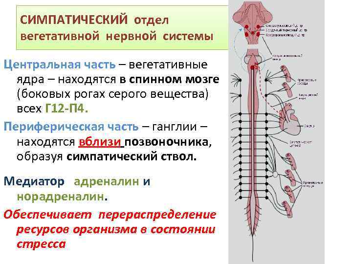 СИМПАТИЧЕСКИЙ отдел вегетативной нервной системы Центральная часть – вегетативные ядра – находятся в спинном