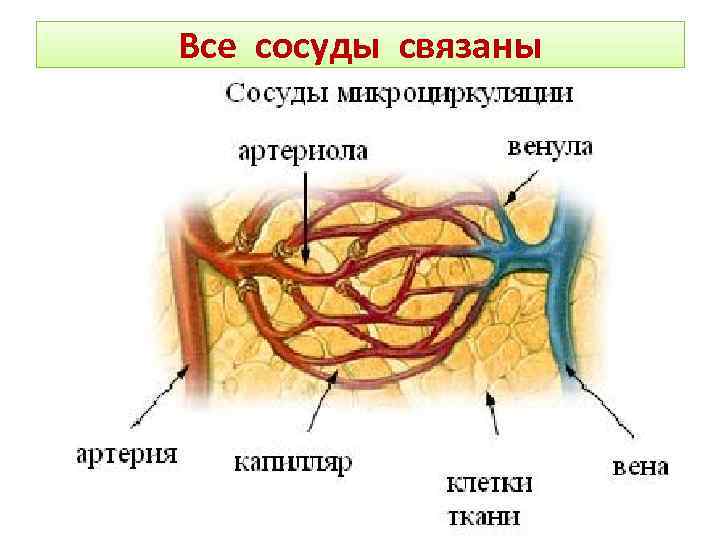 Все сосуды связаны 