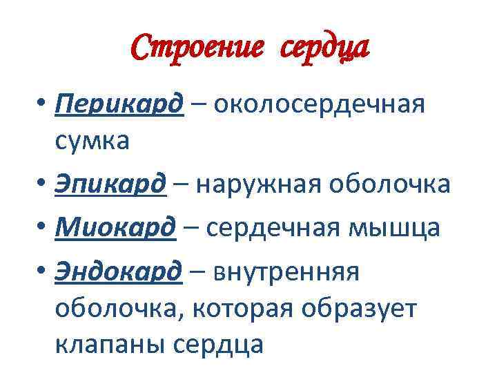 Строение сердца • Перикард – околосердечная сумка • Эпикард – наружная оболочка Эпикард •