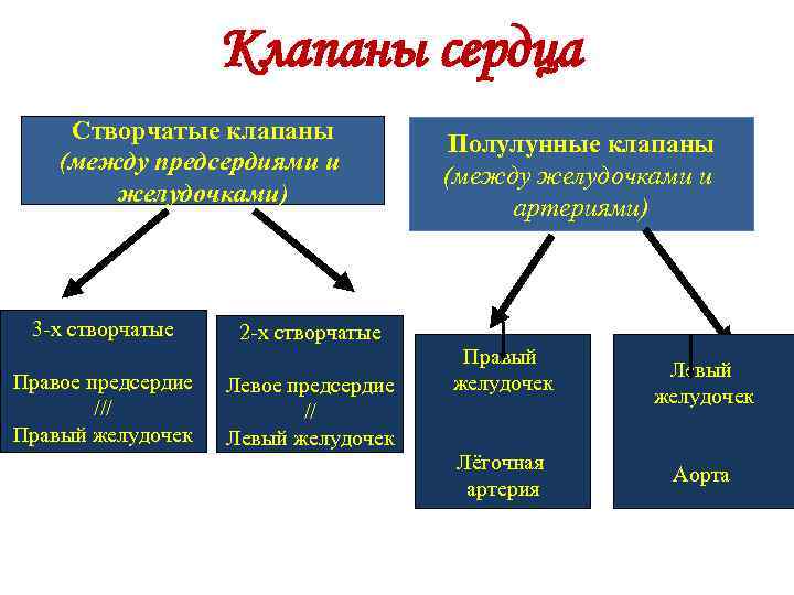 Клапаны сердца Створчатые клапаны (между предсердиями и желудочками) 3 -х створчатые Правое предсердие ///