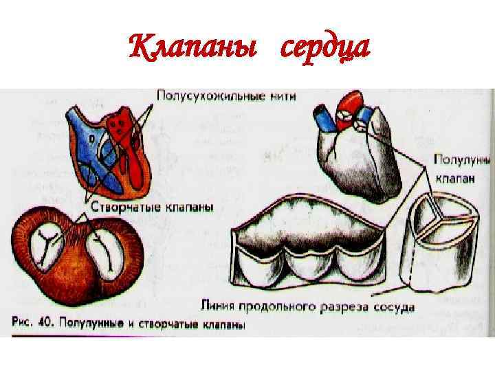 Клапаны сердца 