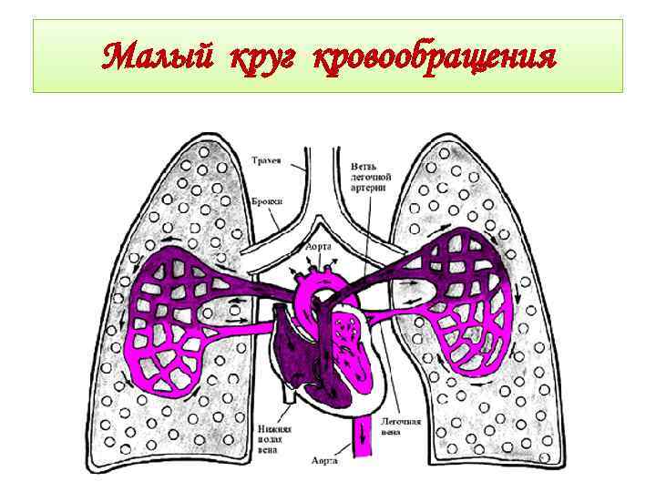 Малый круг. Малый легочный круг. Кровообращение легких схема. Малый круг кровообращения легкая схема. Малый круг кровообращения легких схема.